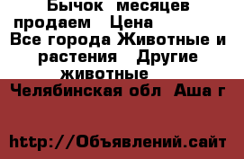 Бычок 6месяцев продаем › Цена ­ 20 000 - Все города Животные и растения » Другие животные   . Челябинская обл.,Аша г.